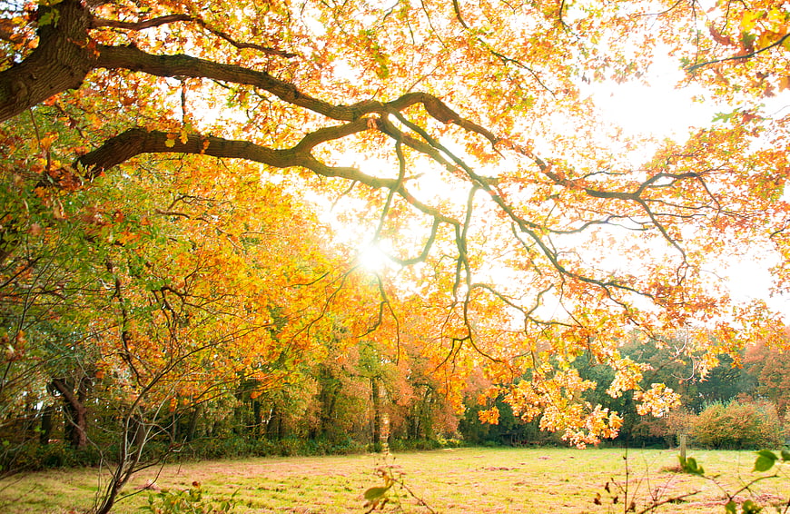 Sunlight shining through vibrant autumn tree branches