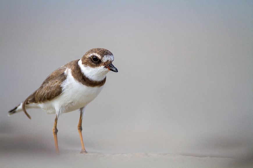 Kentish Plover Bird Standing on Sandy Beach