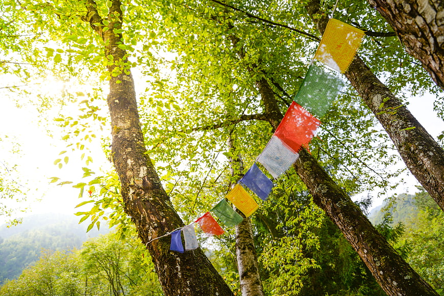 Colorful Tibetan prayer flags hanging in lush green forest trees