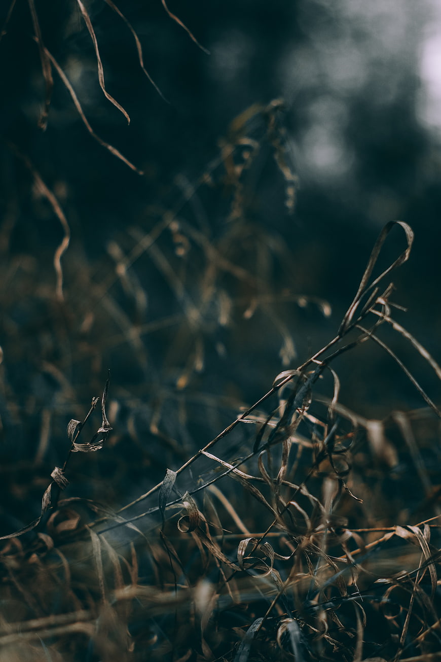 Dark Moody Dry Grass Texture with Bokeh Background