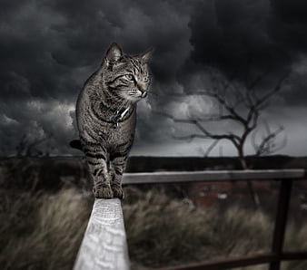 Dramatic Tabby Cat on Fence Against Stormy Sky
