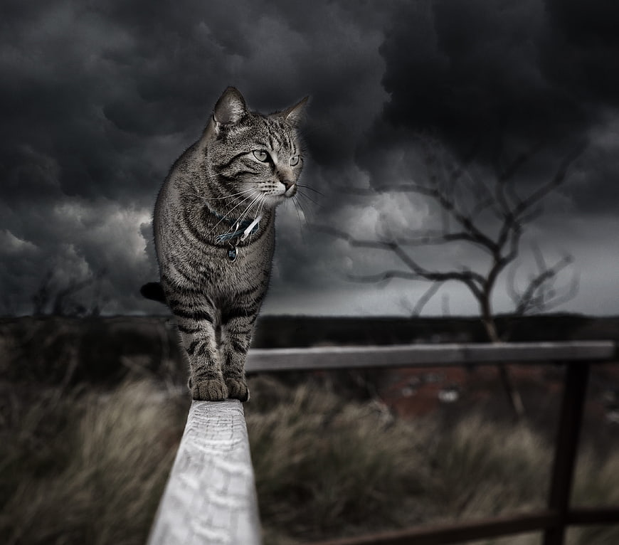 Dramatic Tabby Cat on Fence Against Stormy Sky