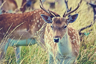 Spotted Deer with Antlers in Tall Grass Field