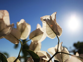 Backlit white bougainvillea flowers against blue sky