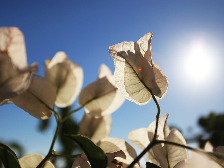 Backlit white bougainvillea flowers against blue sky