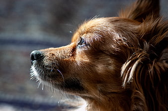 Close-up profile of a brown dog in sunlight