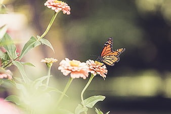 Monarch Butterfly on Pink Zinnia Flower in Garden