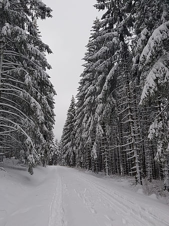 Snowy Winter Forest Road with Tall Pine Trees