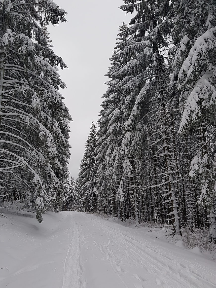 Snowy Winter Forest Road with Tall Pine Trees