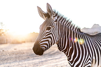 Close-up profile of a zebra head with golden hour backlighting