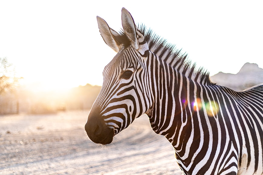 Close-up profile of a zebra head with golden hour backlighting
