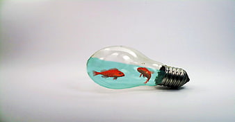 Two red fish swimming inside a lightbulb filled with water