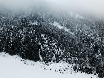Snow-covered pine forest on a foggy mountain slope