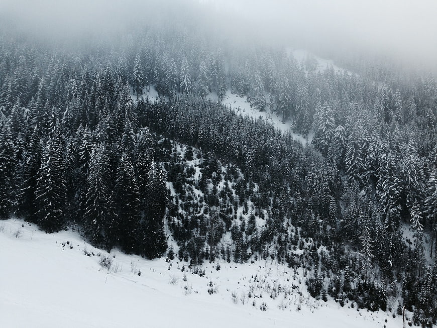 Snow-covered pine forest on a foggy mountain slope
