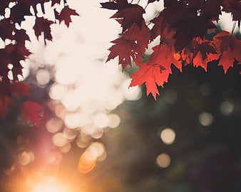 Red Maple Leaves Backlit by Golden Sunlight with Bokeh