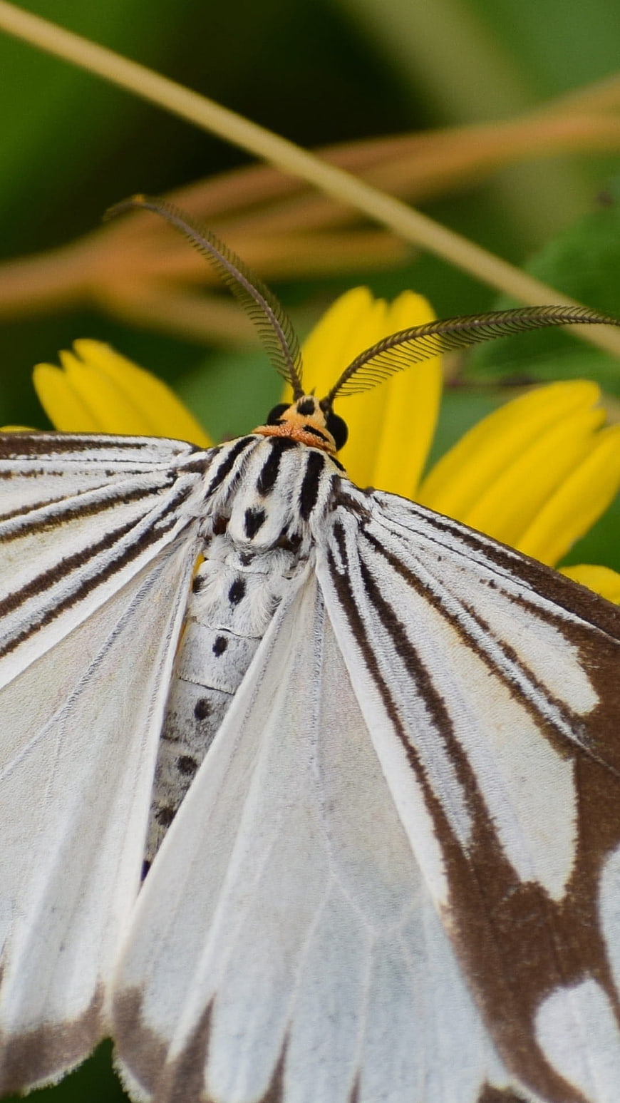 Close-up of a white and brown striped moth on a yellow flower