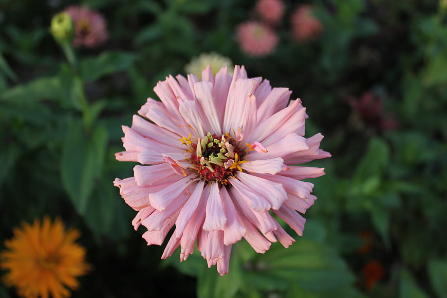 Close-up of a Pink Zinnia Flower in a Garden