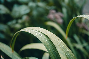 Close-up of green leaf with fresh water droplets