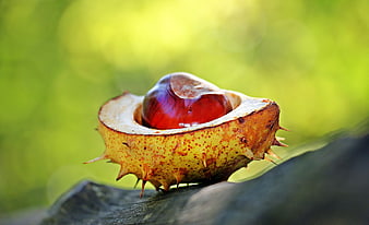 Close-up of a shiny chestnut in its prickly shell on wood