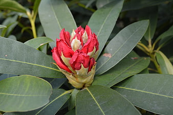 Close-up of vibrant red rhododendron flower bud