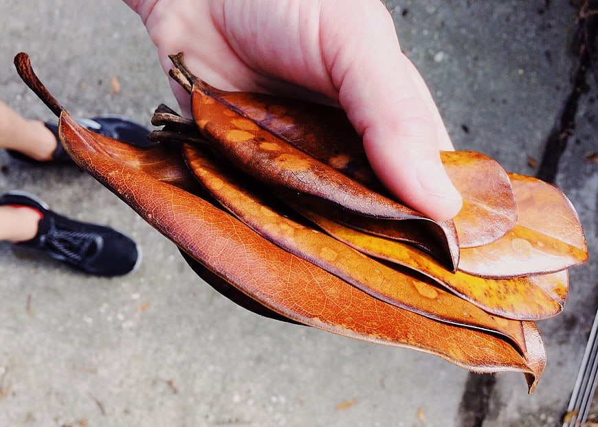 Hand holding dried brown magnolia leaves on pavement