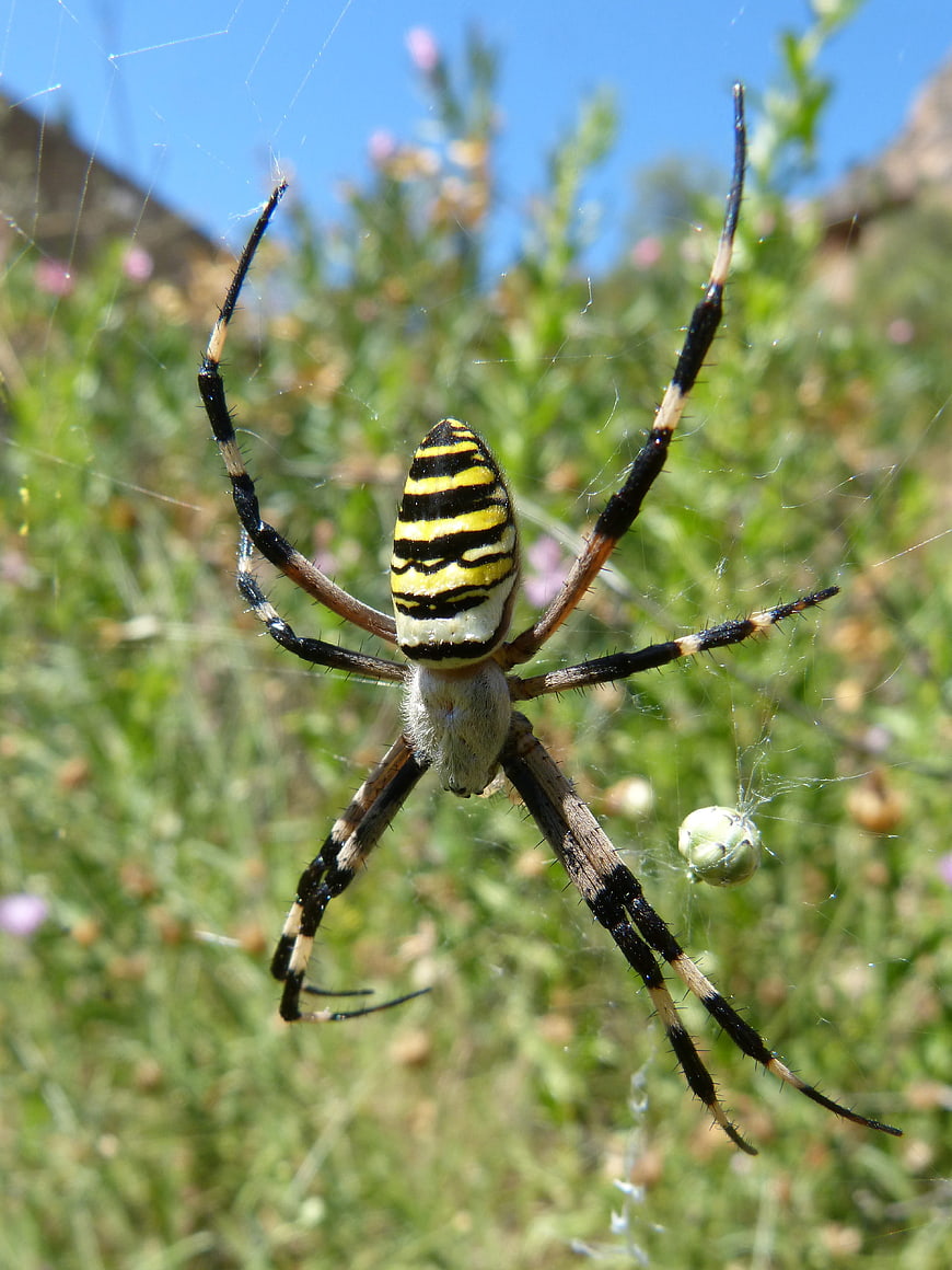 Close-up of a Wasp Spider on its Web in Nature