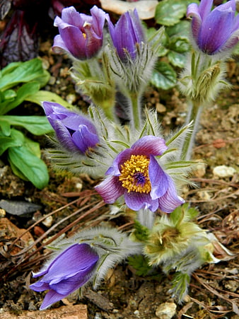 Close-up of purple pasque flowers with yellow centers in garden