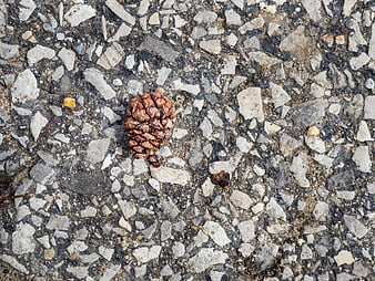 Top View of Pine Cone on Rough Asphalt Texture