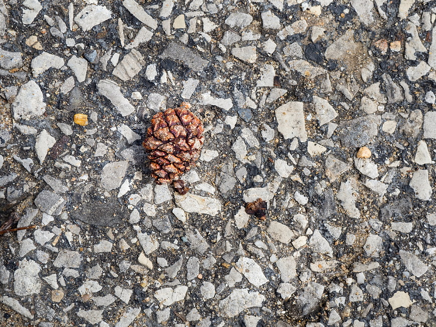 Top View of Pine Cone on Rough Asphalt Texture