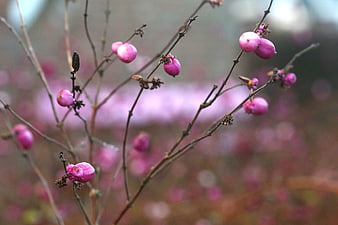 Pink Winter Berries on Bare Branches with Soft Background