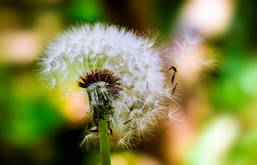 Close-up of a dandelion seed head with seeds blowing away