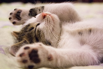 Sleepy Kitten Lying on Back with Paws Up