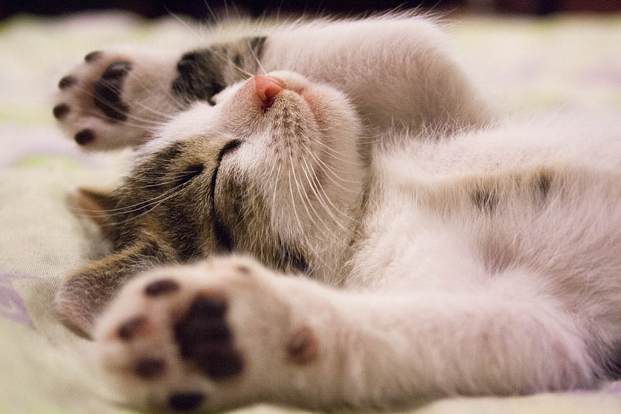 Sleepy Kitten Lying on Back with Paws Up