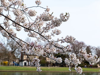 White Cherry Blossoms on Branches in Spring Park
