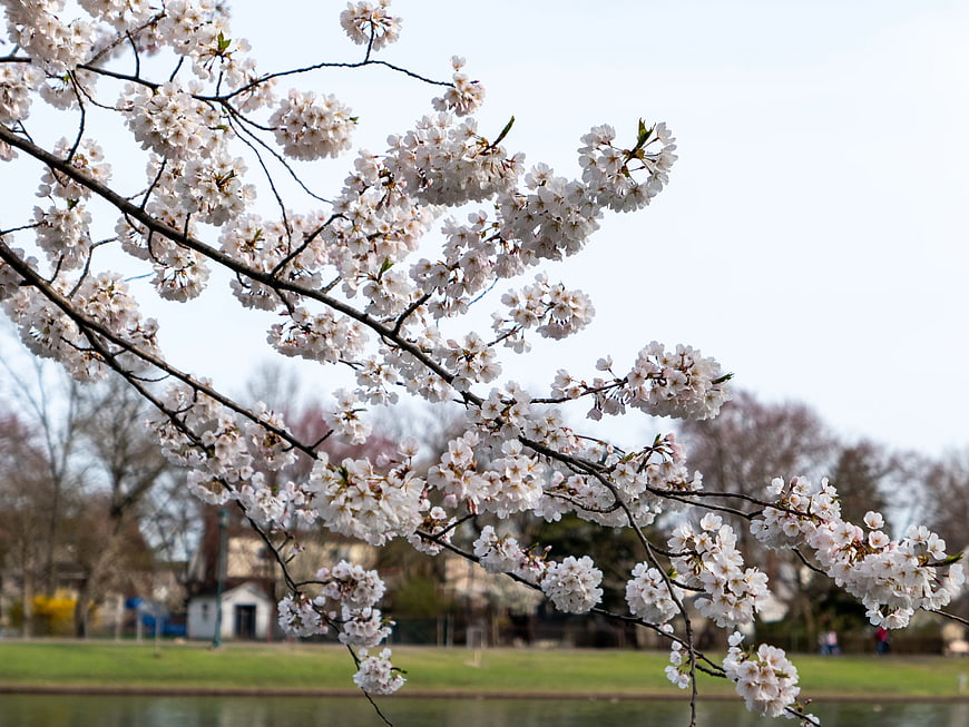White Cherry Blossoms on Branches in Spring Park
