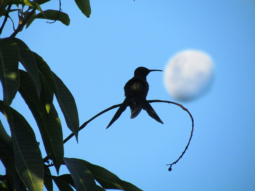 Silhouette of hummingbird perched on branch against blue sky