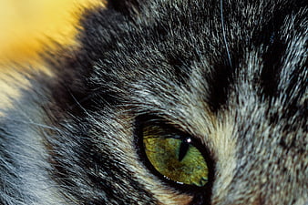 Extreme Close-Up of a Cat's Green Eye