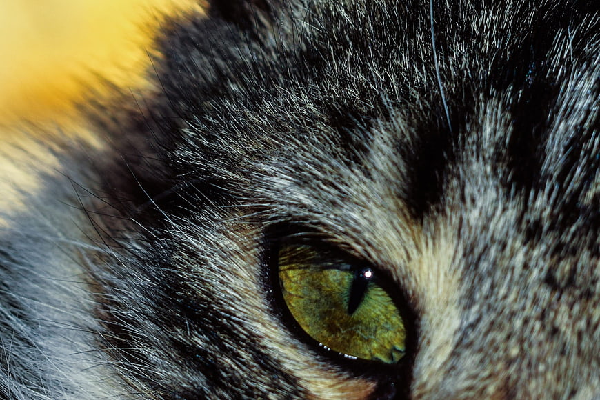 Extreme Close-Up of a Cat's Green Eye