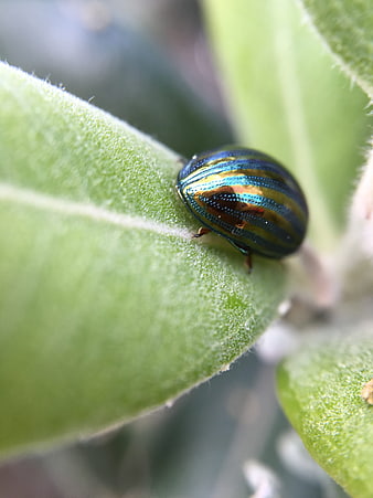 Macro of iridescent metallic beetle on green leaf