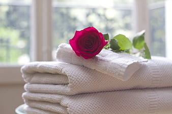Red rose on stack of white towels near window