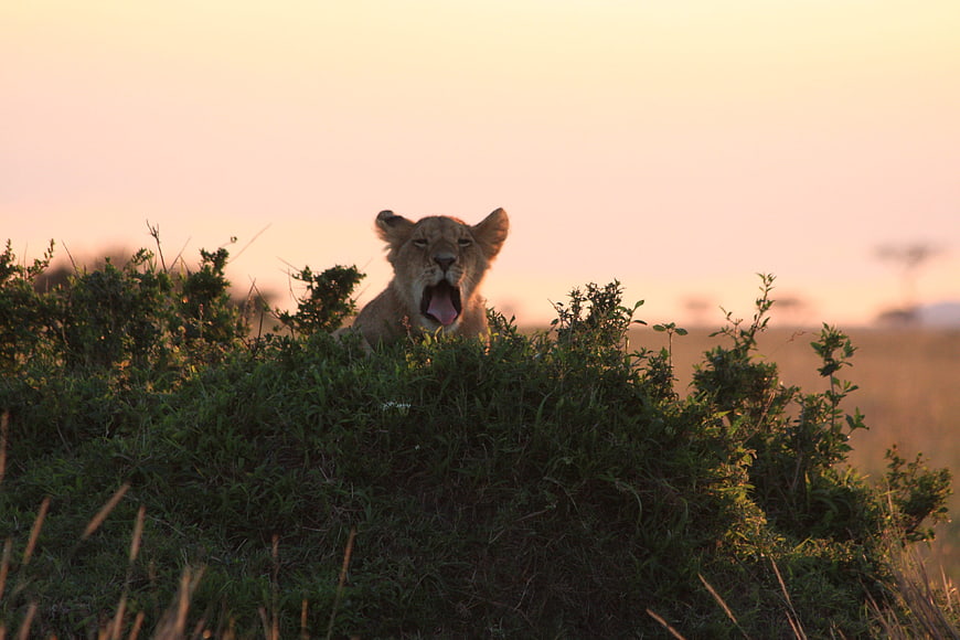Lion cub yawning in tall grass at golden hour