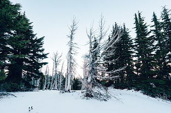 Dead Trees in Snowy Forest Landscape with Evergreens