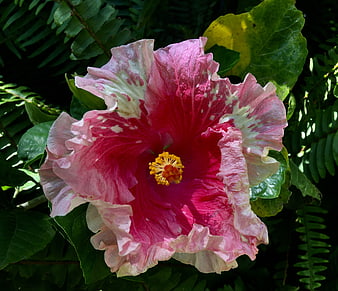 Vibrant Pink Hibiscus Flower with Yellow Stamen