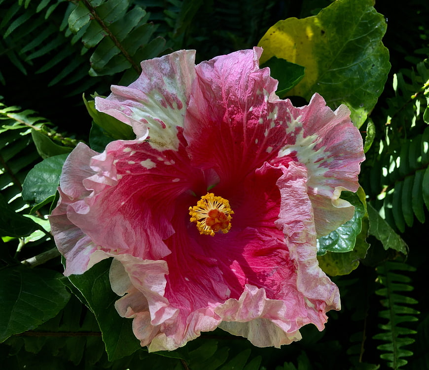 Vibrant Pink Hibiscus Flower with Yellow Stamen