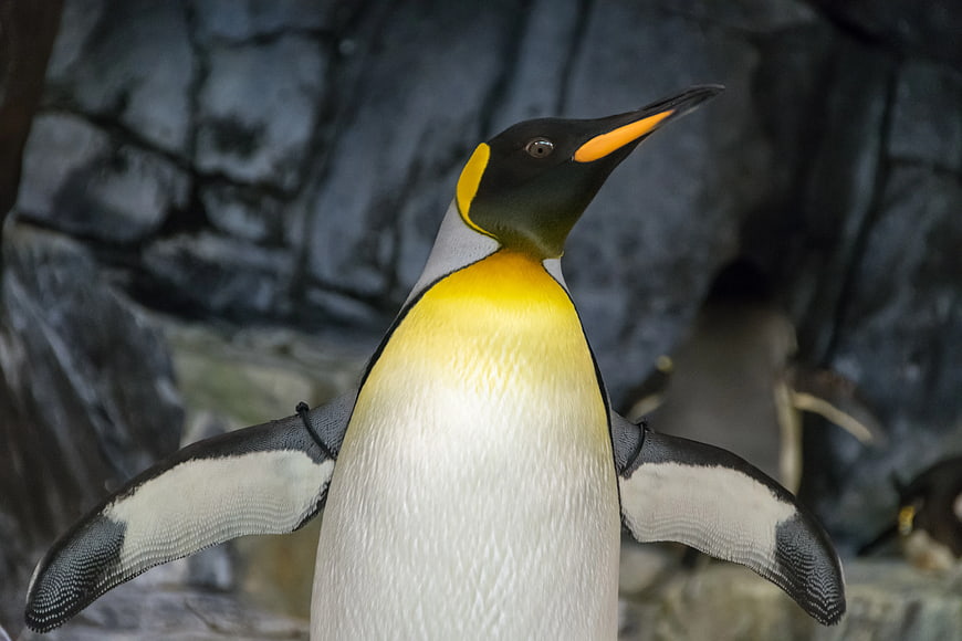 Emperor Penguin with Spread Flippers in Zoo Enclosure
