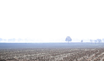 Harvested agricultural field with stubble and distant trees