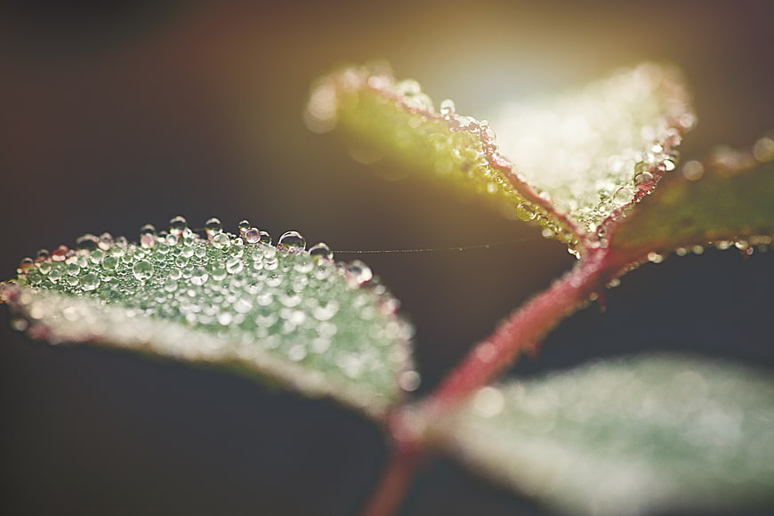 Macro shot of green leaves with dew drops and sunlight