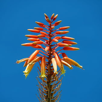 Orange Aloe Vera Flower Spike Against Blue Sky