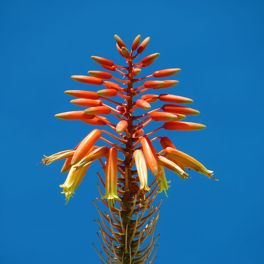 Orange Aloe Vera Flower Spike Against Blue Sky