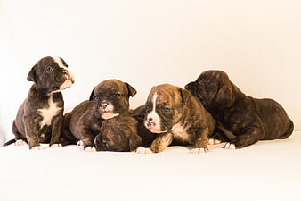 Four adorable brindle bulldog puppies on white background